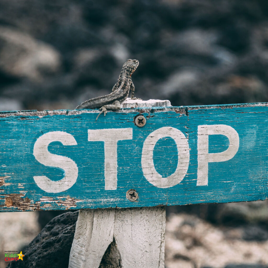 A lizard perches on a weathered blue "STOP" sign against a blurred background, creating an ironic juxtaposition between the command and the animal's pause.