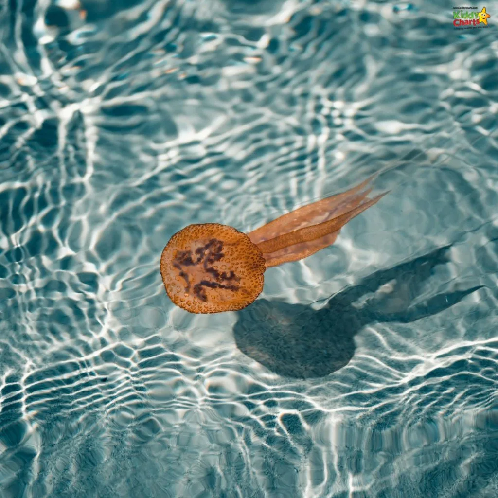 A jellyfish floats gracefully in clear, sunlit water, casting a shadow on the ripple-patterned surface below.