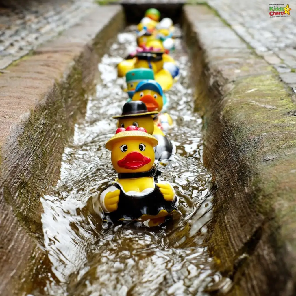 Several rubber ducks dressed in various outfits float down a narrow, shallow water channel, surrounded by cobblestones.