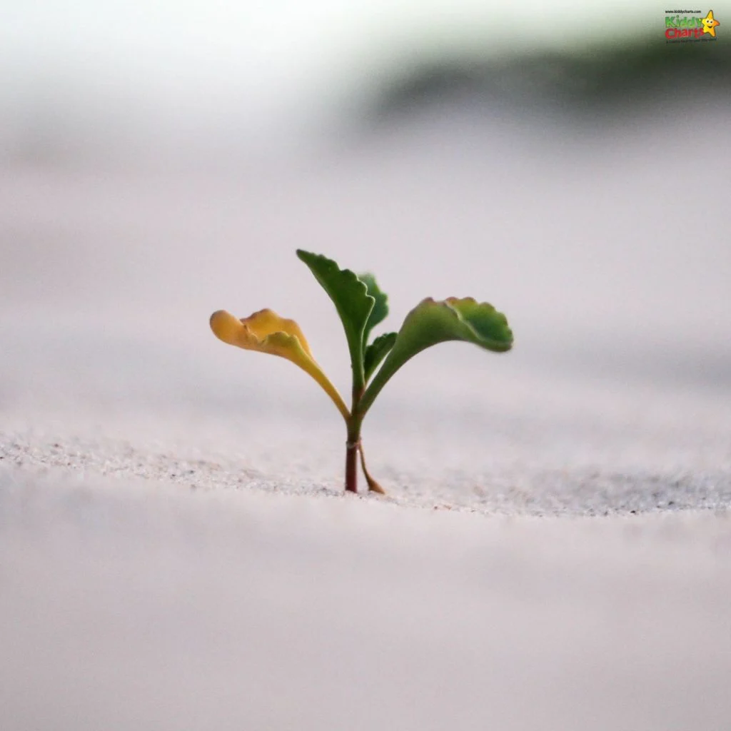 A small green sprout with two leaves emerges from white sand, symbolizing growth and resilience in a minimalistic setting.