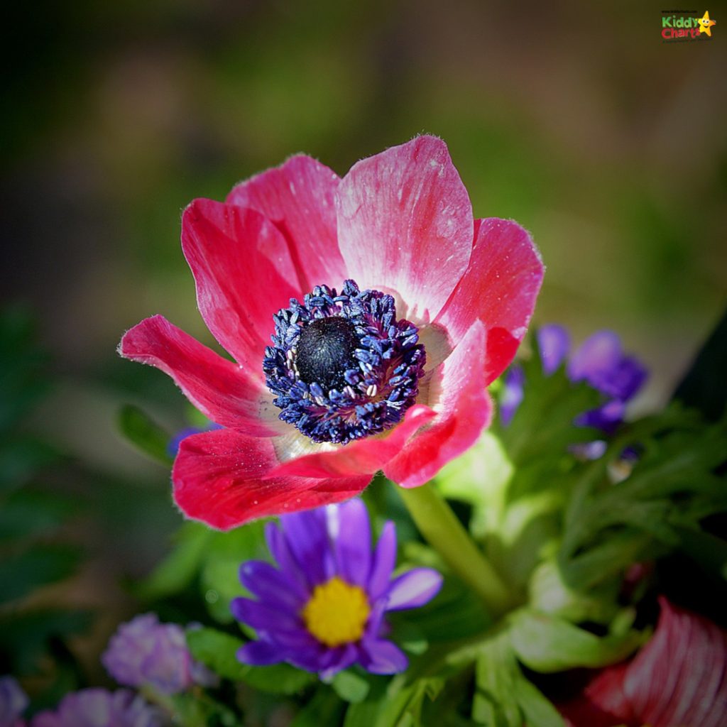 Close-up of a vibrant pink anemone flower with detailed center, surrounded by green leaves and purple blooms. Sunlight highlights its delicate petals.