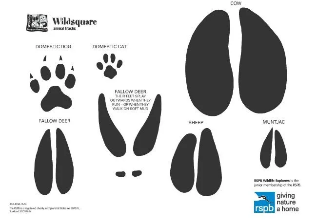 Animal Tracks: How to get your kids to recognise them with the RSPB