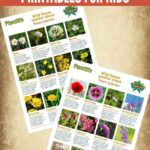 Free Wildflower Identification Printables