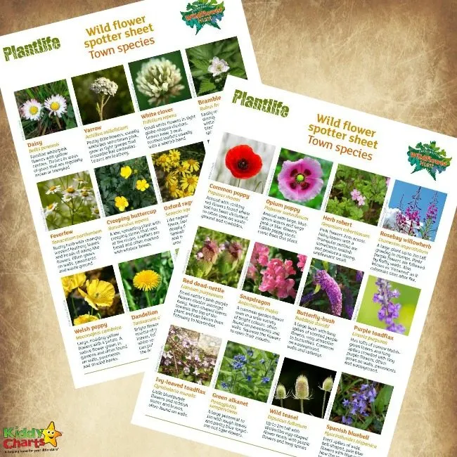 Free Wildflower Identification Printables for Kids