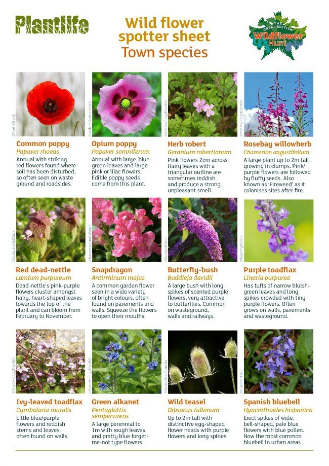 Identifikacija vrtnih biljaka u Velikoj Britaniji po listovima