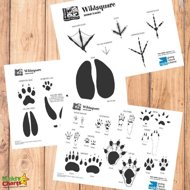 How to get your kids to recognise animal tracks.
