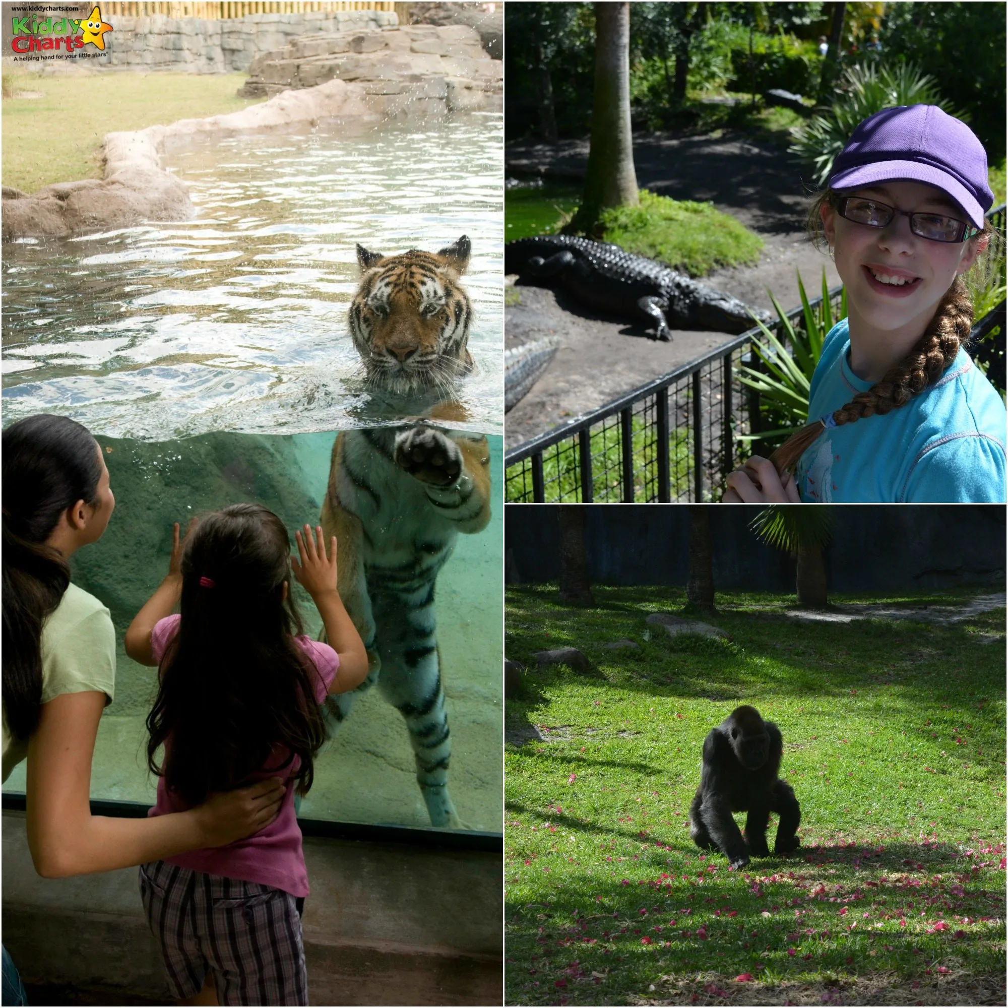 The animals alone are well worth a visit to Busch Gardens Tampa - why not check out the other reasons on my site?