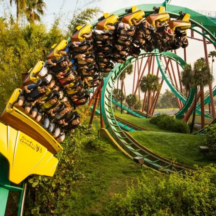 Maybe if you ride the Kumba rollercoaster in Busch Gardens Tampa, you'll understand why it has its name - right?