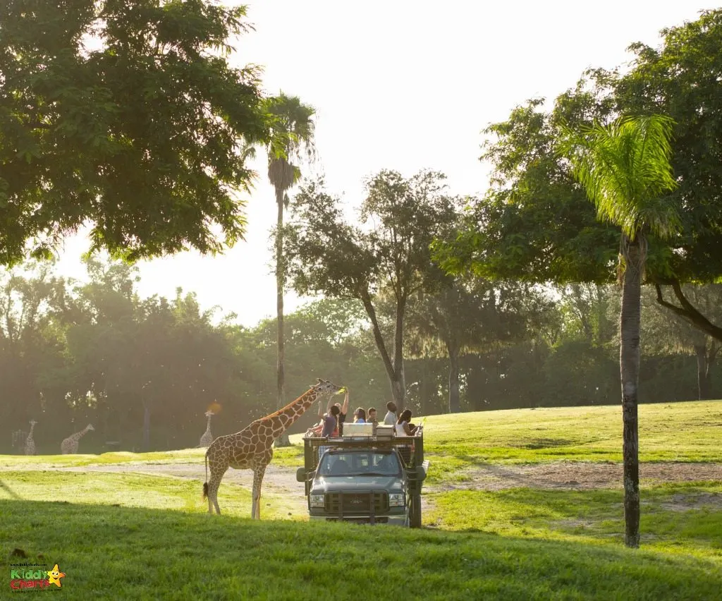 Busch Gardens Tampa do offer safari trips to get a little closer to the animals....