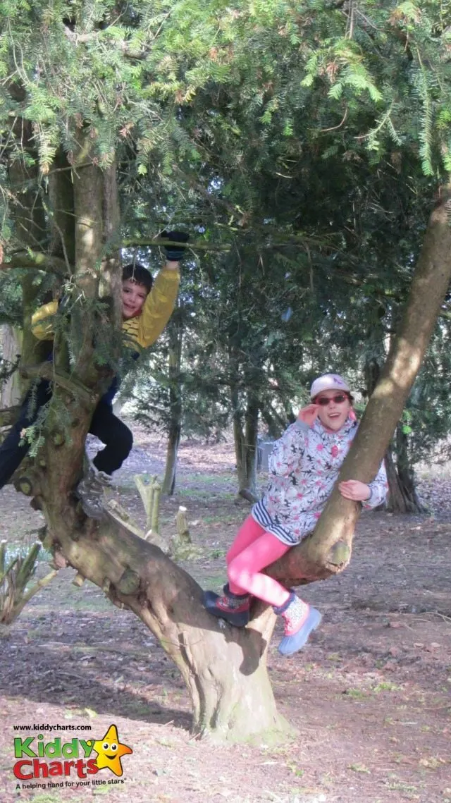 Plenty of opportunities for tree climbing at Easton Lodge too....