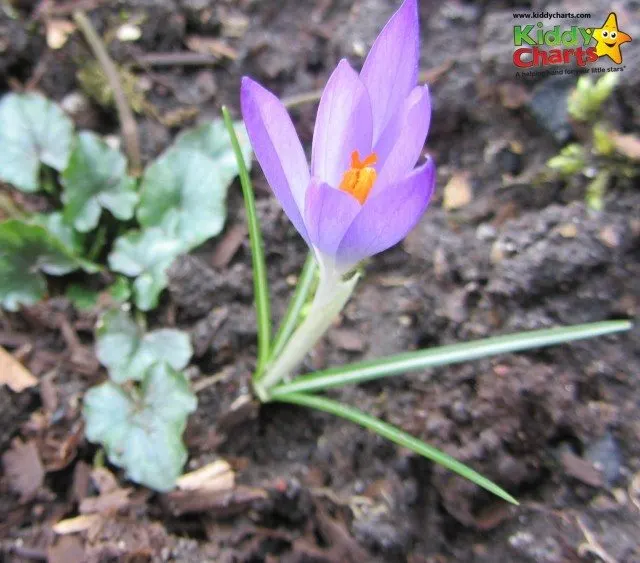 Crocus are also blooming beautifully at the Garden of Great Easton Lodge