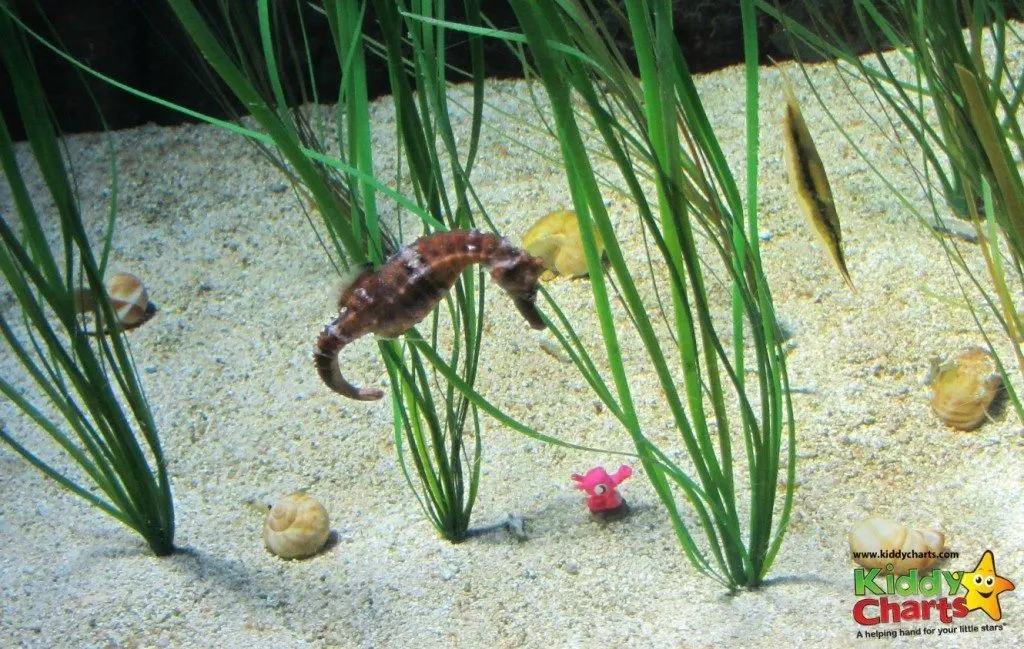 London Aquarium: Confused seahorse