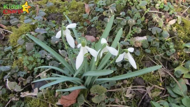 Another wonderful snowdrop shot at the Gardens of Easton Lodge