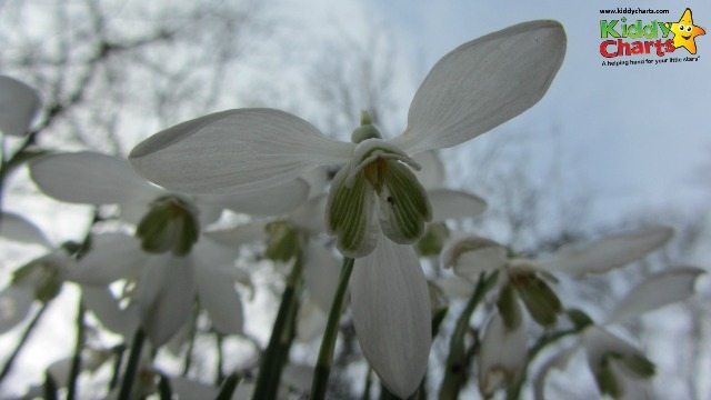 Snowdrop from below - the light isn't perfect, but its a good start!