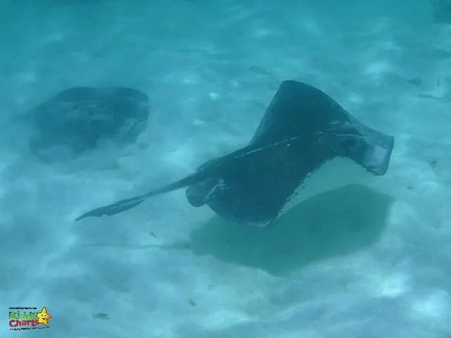 Moving away from the main area is worth it for the Southern Stingrays swimming gracefully.
